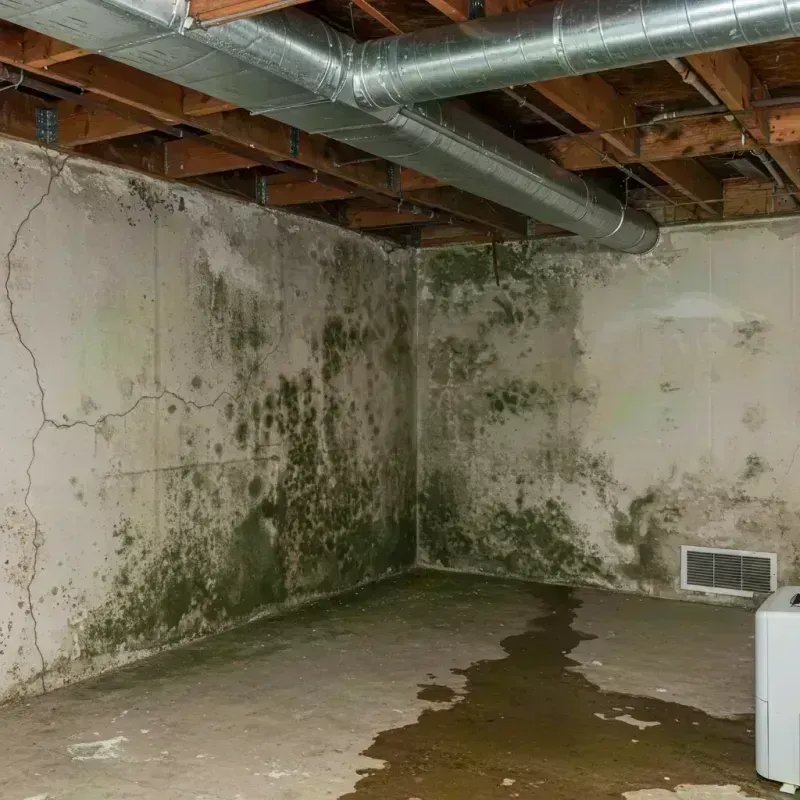 Professional Mold Removal in Brodhead, KY